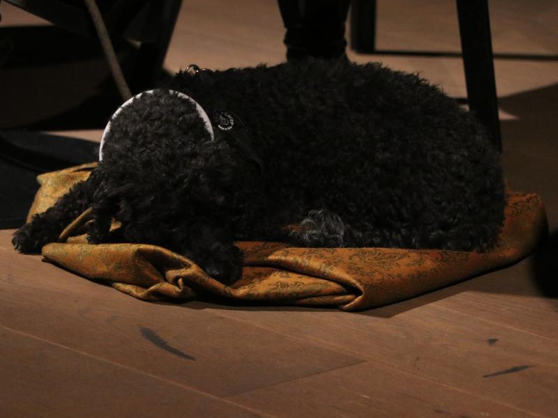 Pudel Tui hört aufmerksam zu ... oder schläft.